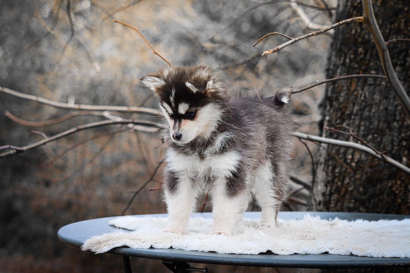altess des gardiens du vencedor3