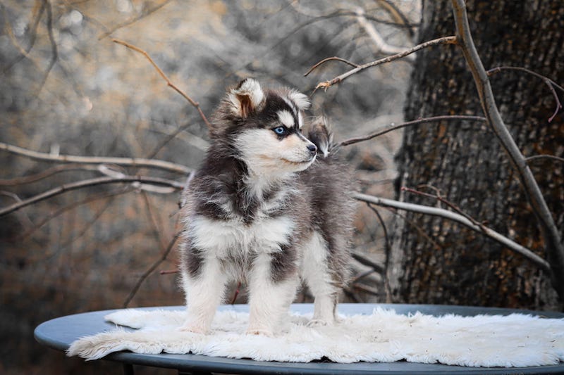 altess des gardiens du vencedor4