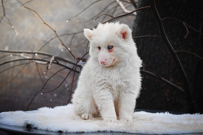 alto des gardiens du vencedor1