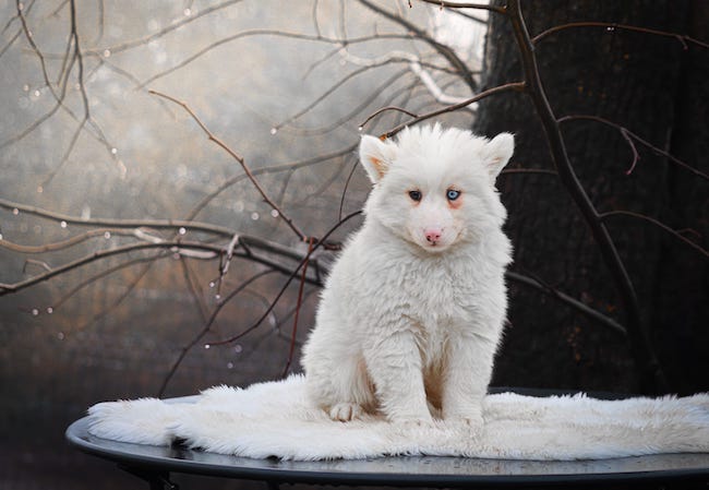 alto des gardiens du vencedor3