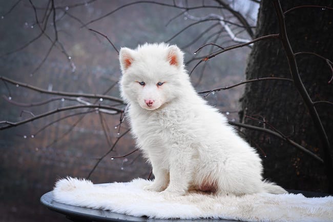 amao des gardiens du vencedor2