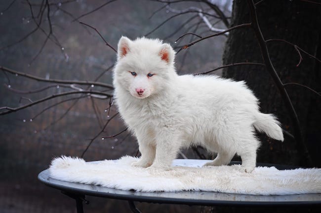amao des gardiens du vencedor3