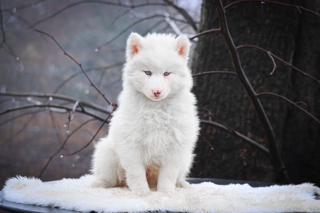amao des gardiens du vencedor4