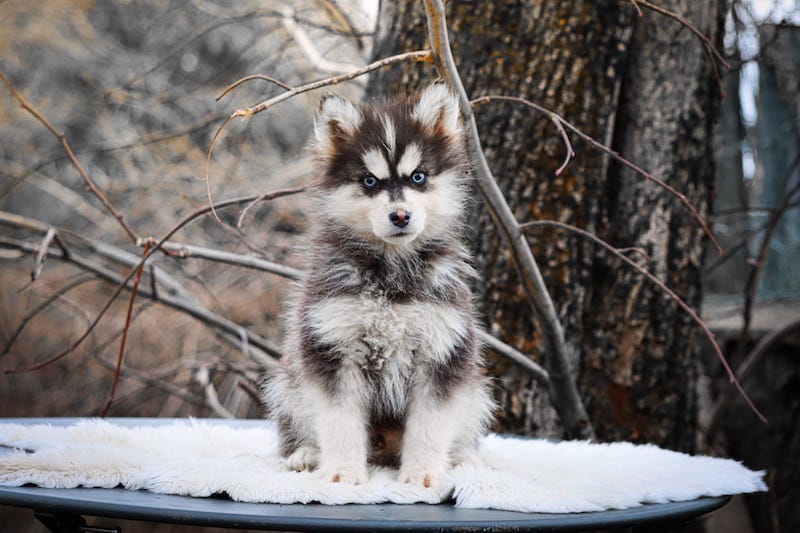 amor des gardiens du vencedor1