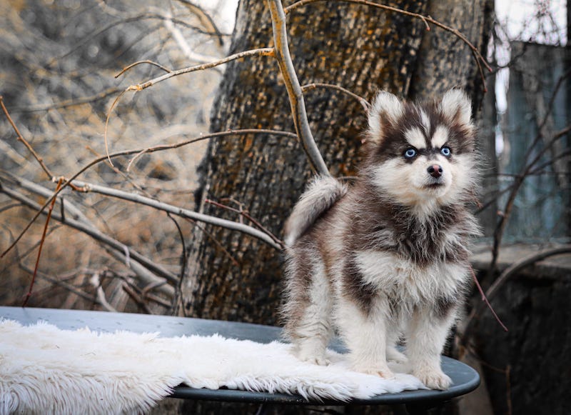 amor des gardiens du vencedor4