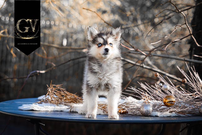 angie des gardiens du vencedor2