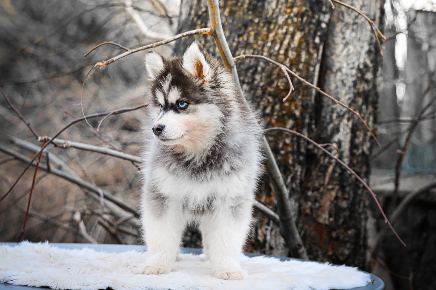 apple des gardiens du vencedor1