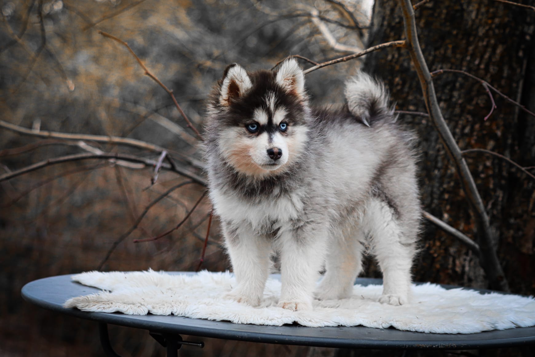 apple des gardiens du vencedor2