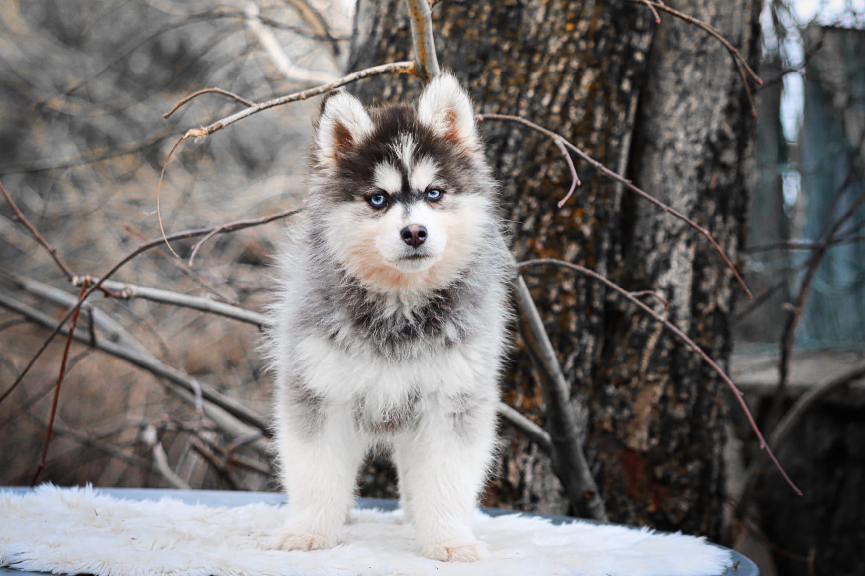 apple des gardiens du vencedor3