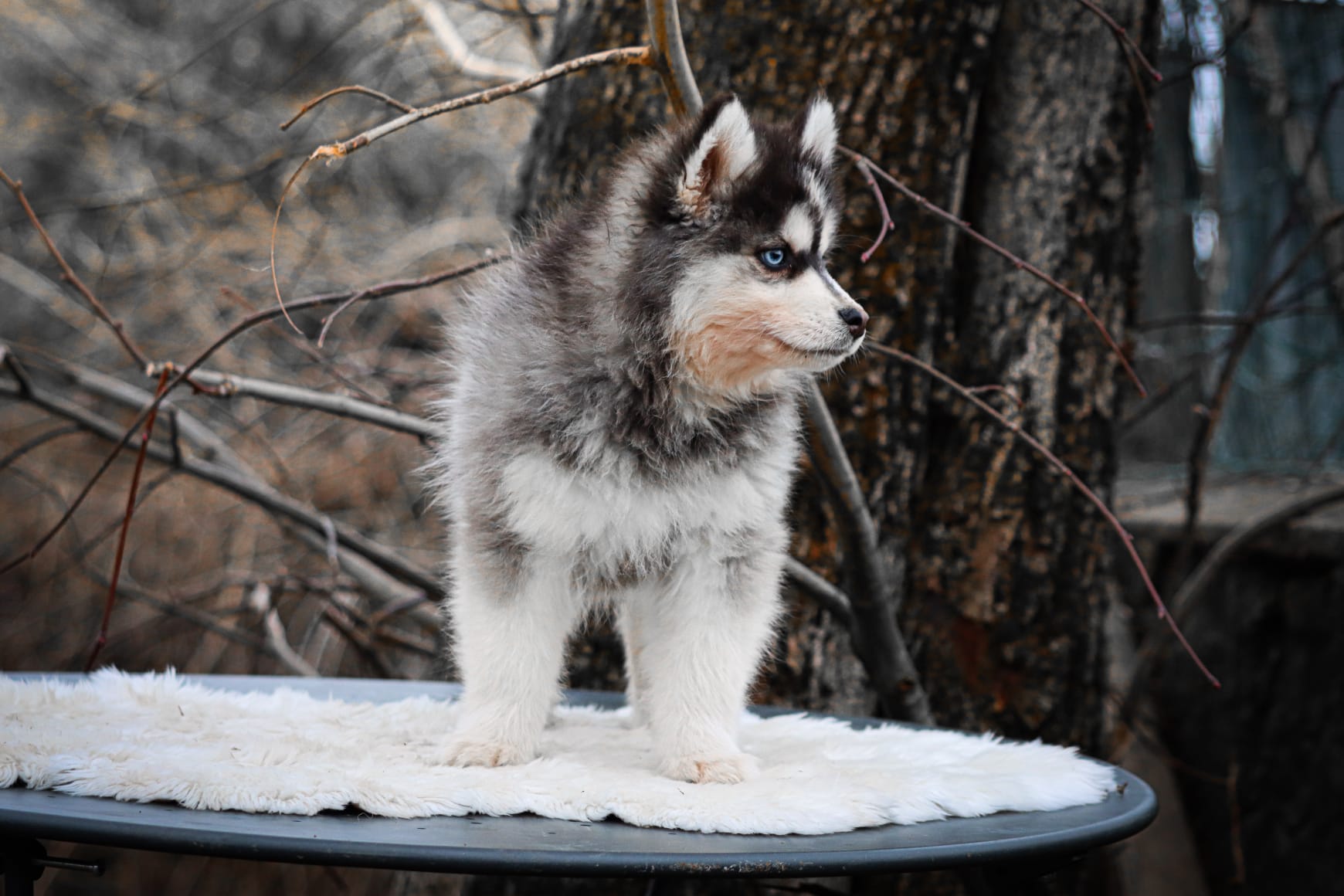 apple des gardiens du vencedor4