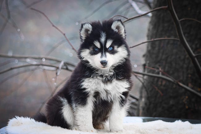 ares des gardiens du vencedor1