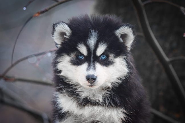 ares des gardiens du vencedor2