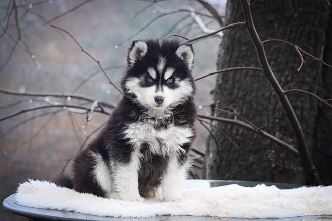 ares des gardiens du vencedor3