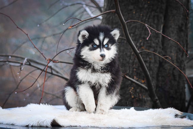 ares des gardiens du vencedor4