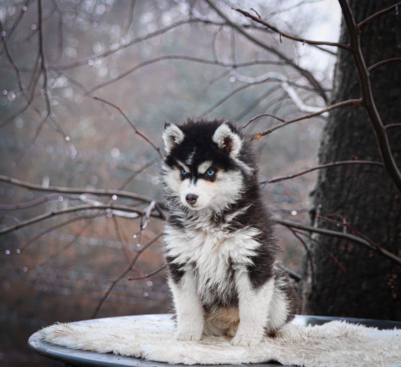 aerosmith des gardiens du vencedor1