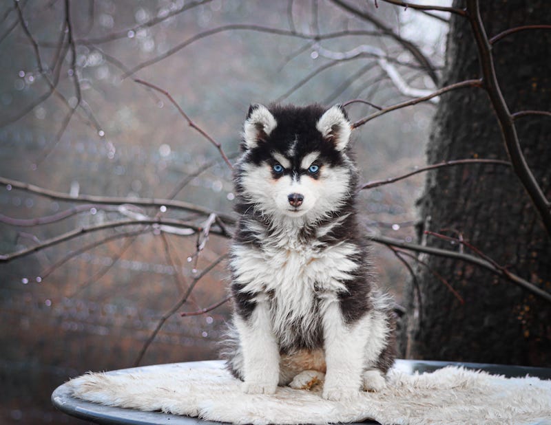 aerosmith des gardiens du vencedor4