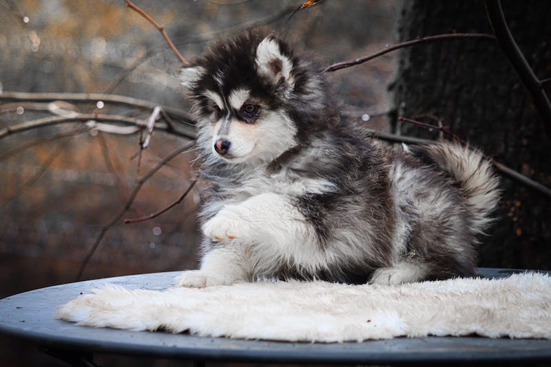 alesio des gardiens du vencedor1