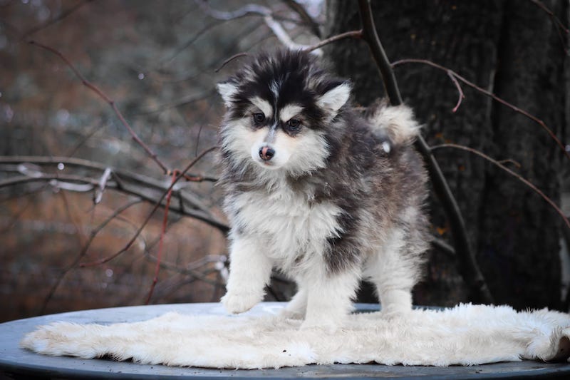 alesio des gardiens du vencedor3