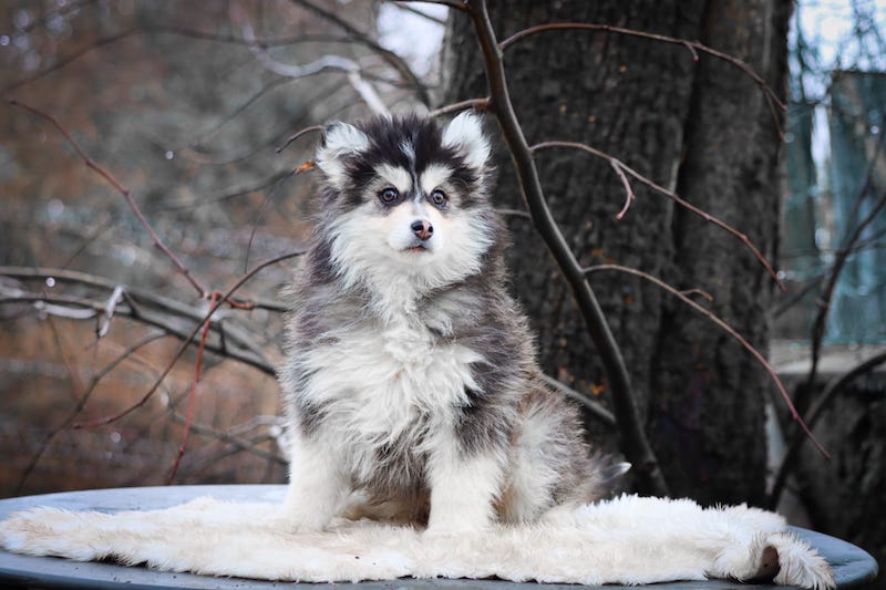 alesio des gardiens du vencedor4