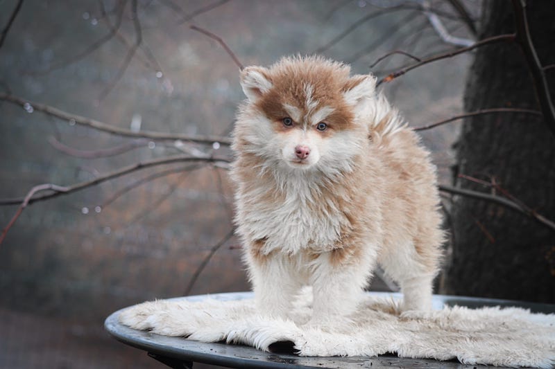 aspen des gardiens du vencedor2