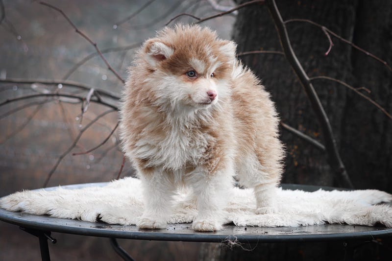aspen des gardiens du vencedor3