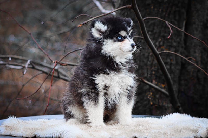 astrid des gardiens du vencedor1