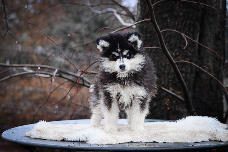 astrid des gardiens du vencedor2
