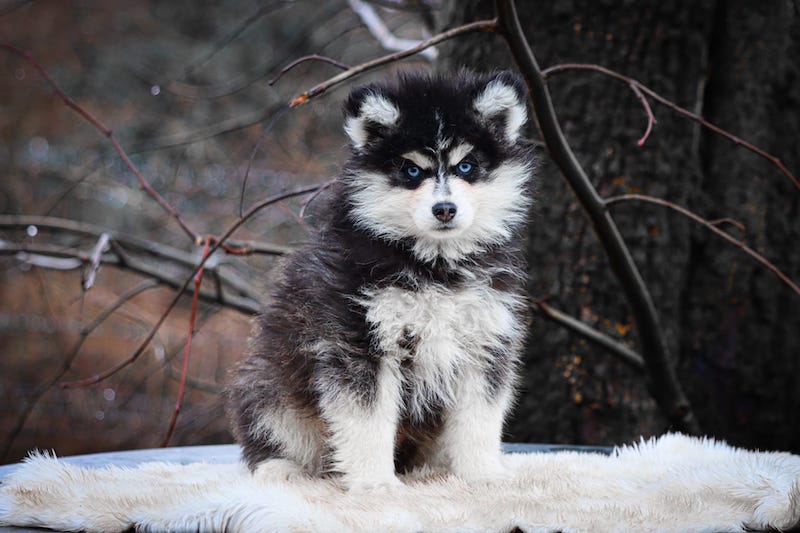 astrid des gardiens du vencedor3
