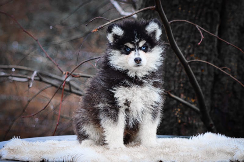 astrid des gardiens du vencedor4