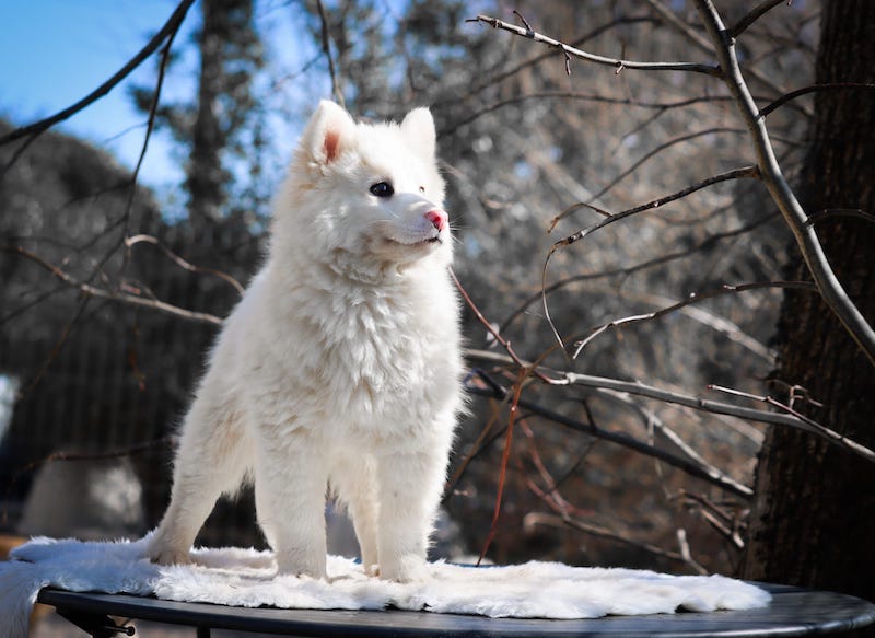 alto des gardiens du vencedor1