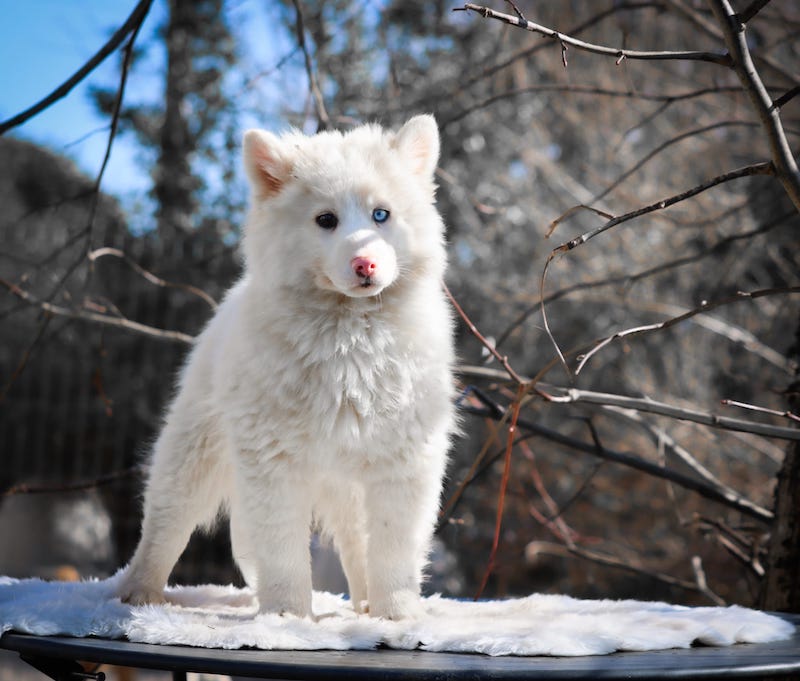 alto des gardiens du vencedor2