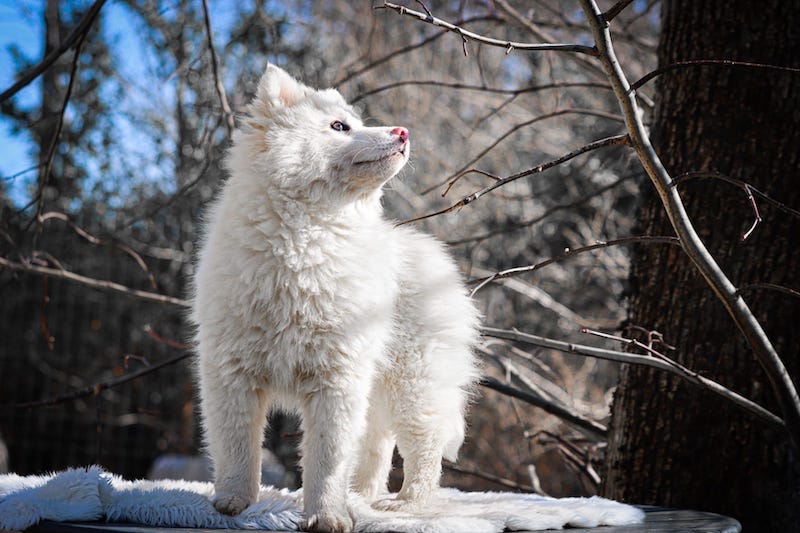 alto des gardiens du vencedor3