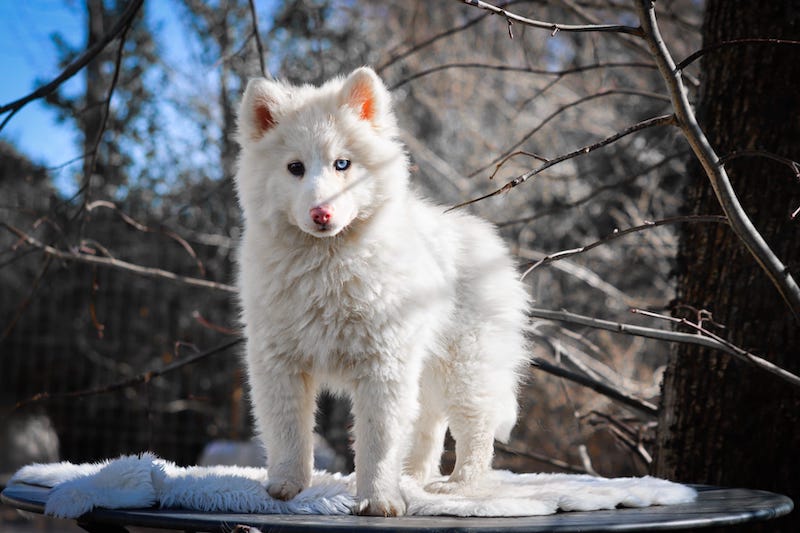 alto des gardiens du vencedor4