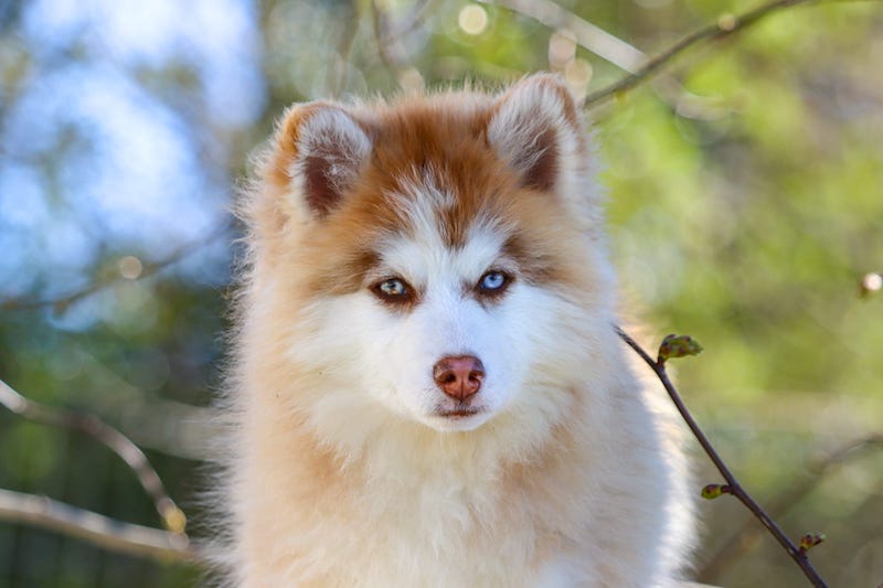 angelo des gardiens du vencedor1