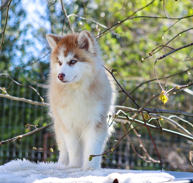 angelo des gardiens du vencedor2