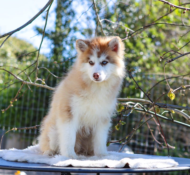 angelo des gardiens du vencedor3