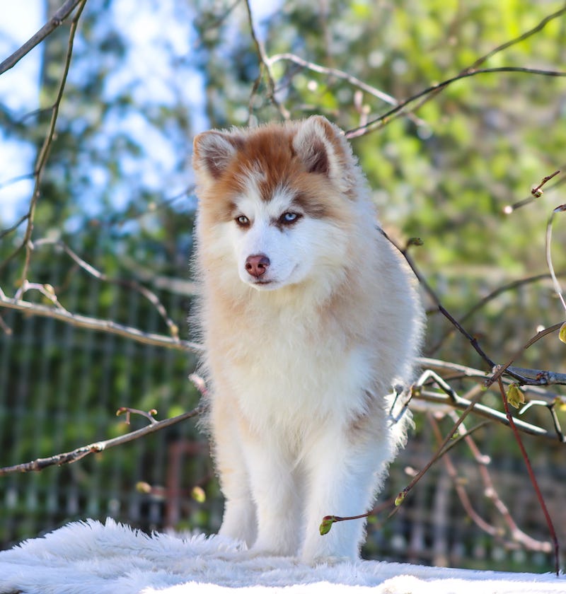 angelo des gardiens du vencedor4