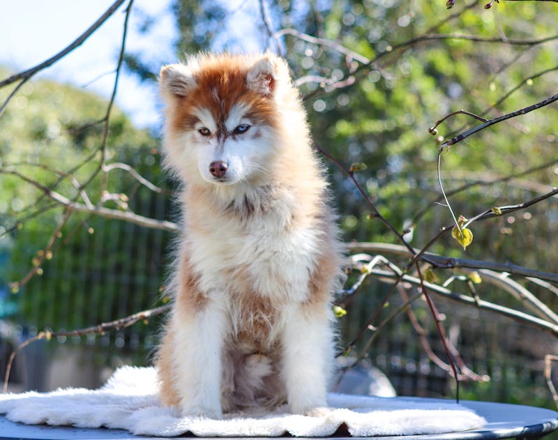 aron des gardiens du vencedor1