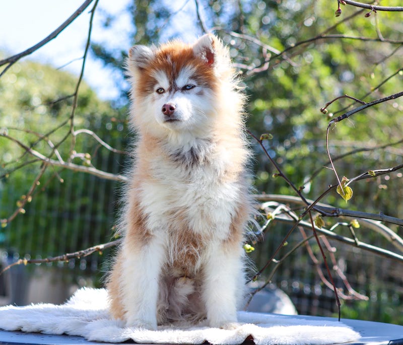 aron des gardiens du vencedor2