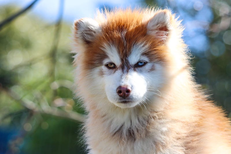 aron des gardiens du vencedor3