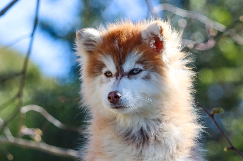 aron des gardiens du vencedor4