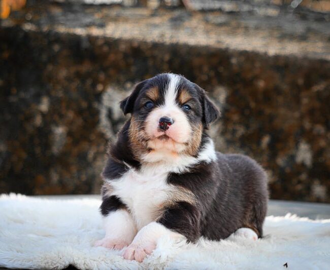 baccarat des gardiens du vencedor1