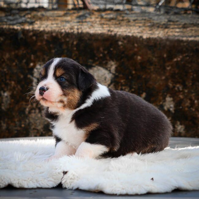 baccarat des gardiens du vencedor2