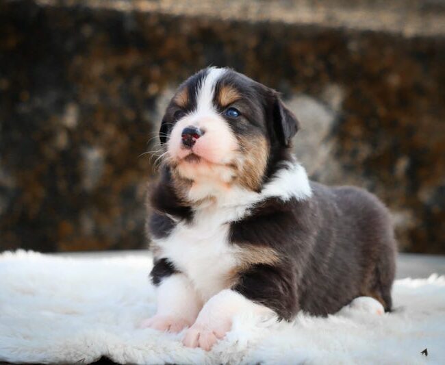 baccarat des gardiens du vencedor3