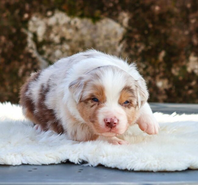 bailey des gardiens du vencedor1