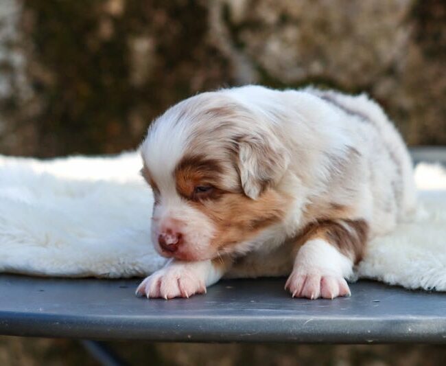 bailey des gardiens du vencedor2
