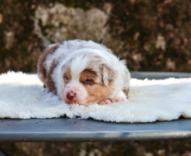 bailey des gardiens du vencedor3