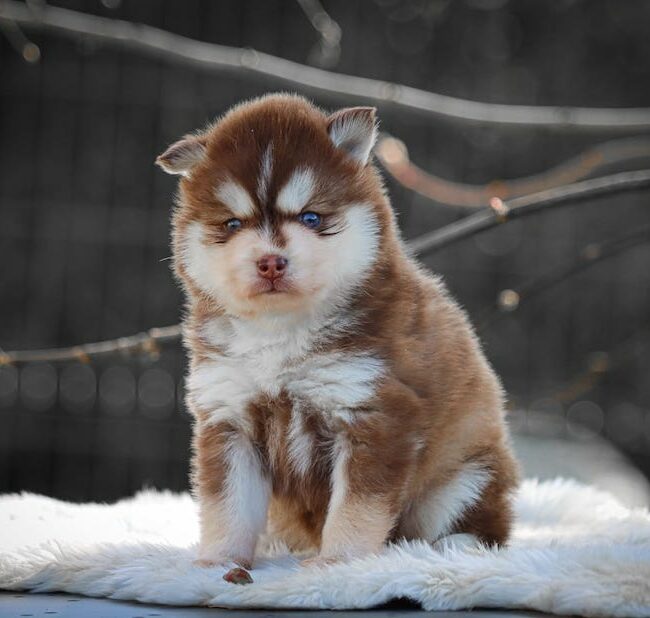 bali des gardiens du vencedor1