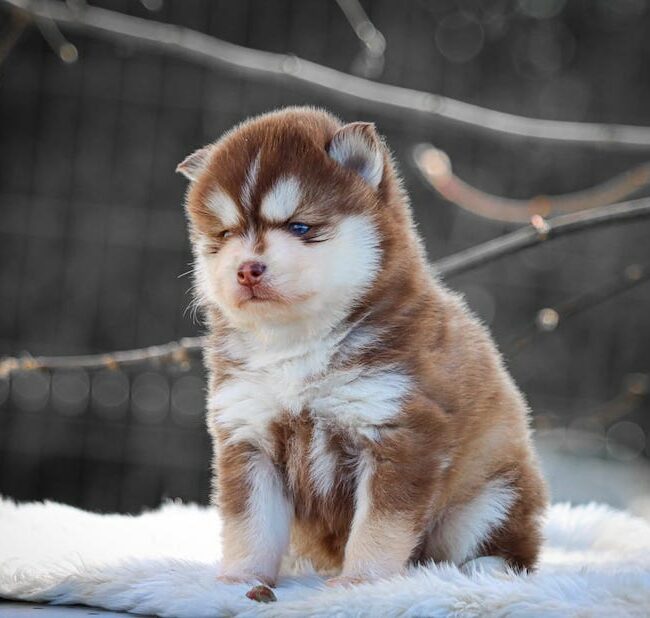 bali des gardiens du vencedor2