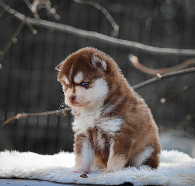 bali des gardiens du vencedor3